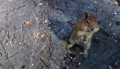 GrouseMountainSpringsCampChipmunk